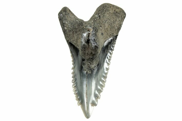 Snaggletooth Shark (Hemipristis) Tooth - South Carolina #325175
